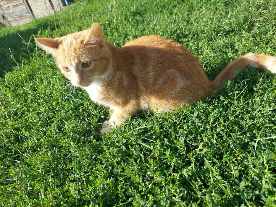 Koteczki do adopcji
