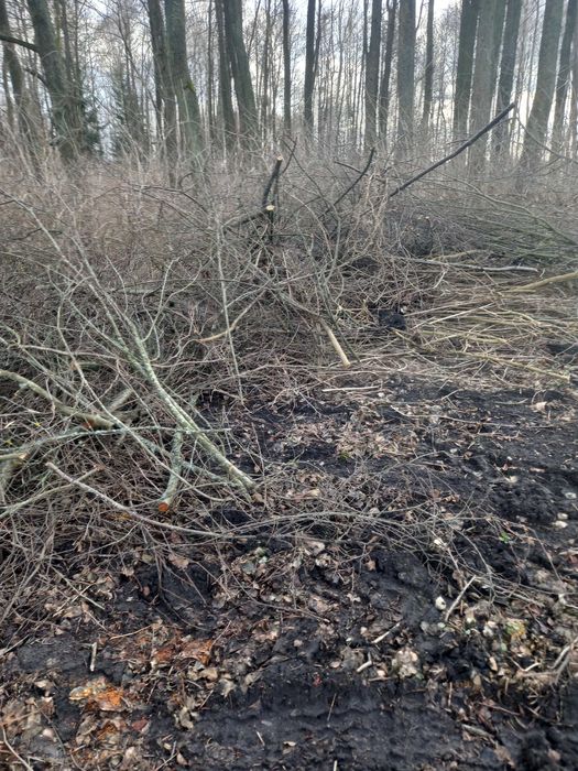 Oddam galezie na rebak