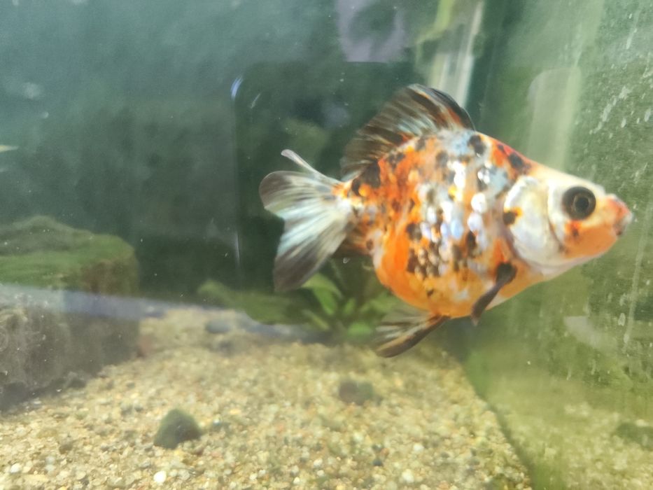 Welonka wiek około 14 ms