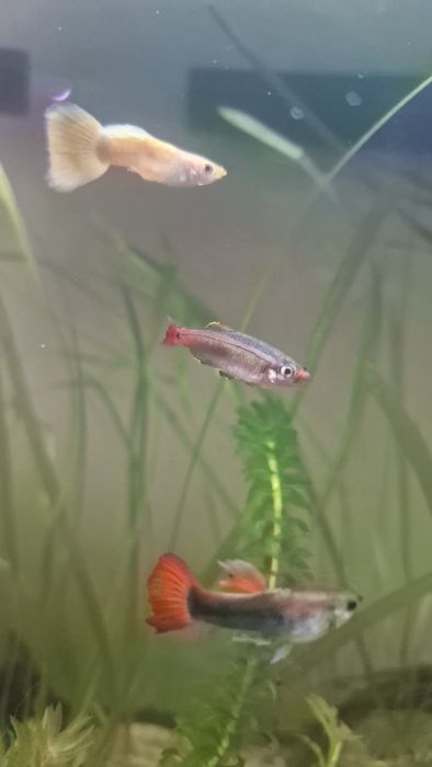 Kardynałki chińskie.