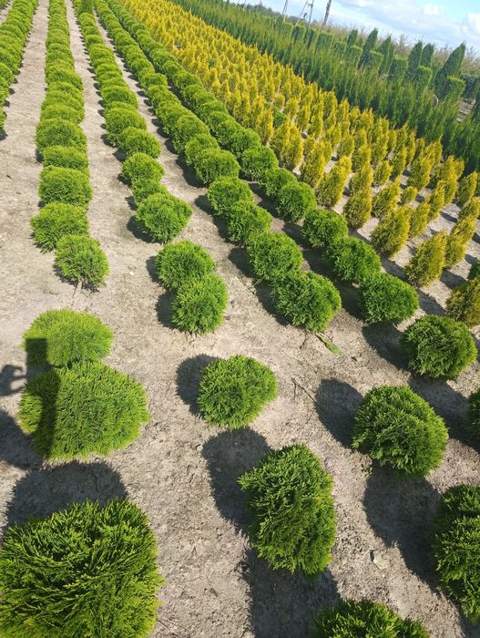 Sprzedam Thuje occ Brabant 200- 220cm