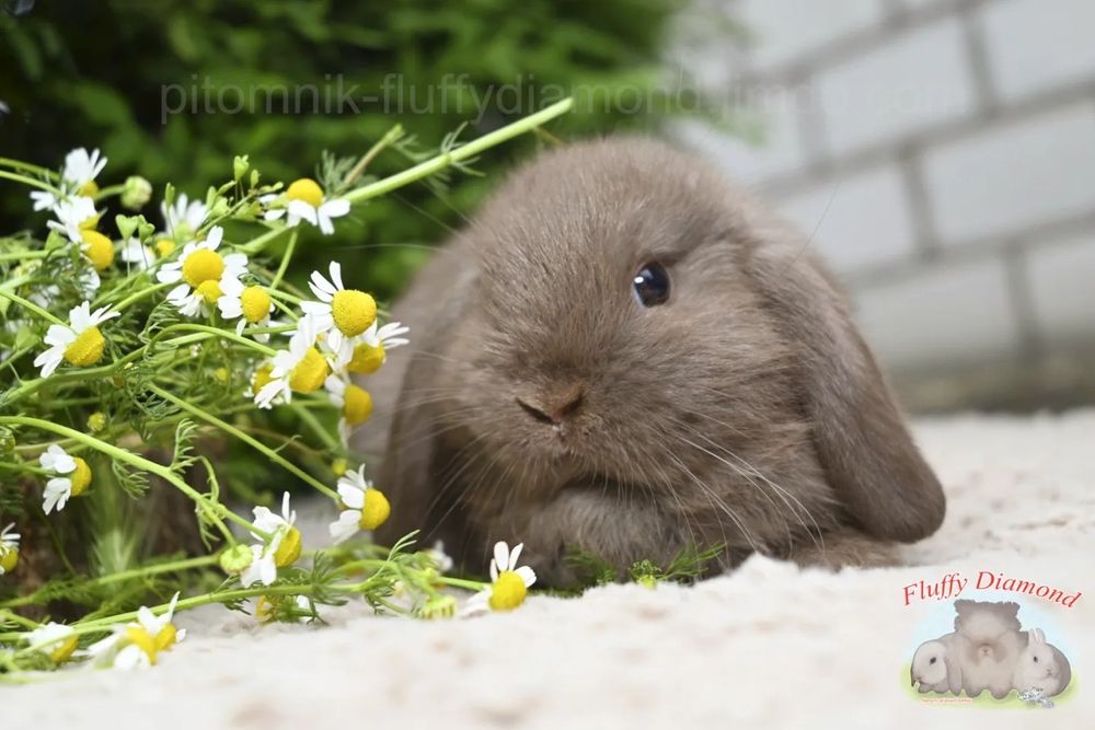 Шоколадні кролики з "Fluffy Diamond". Висловухий кролик з розплідника