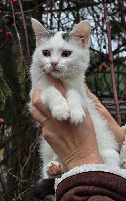 Кошенятко в добрі руки