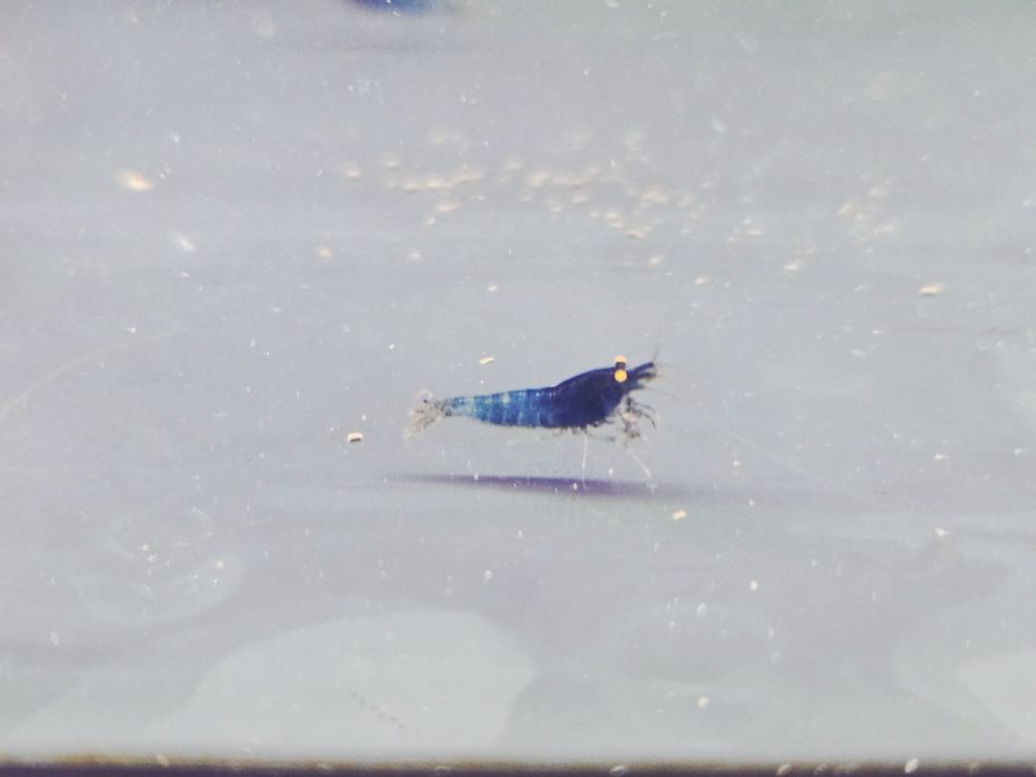 Krewetka caridina Blue devil orange eye