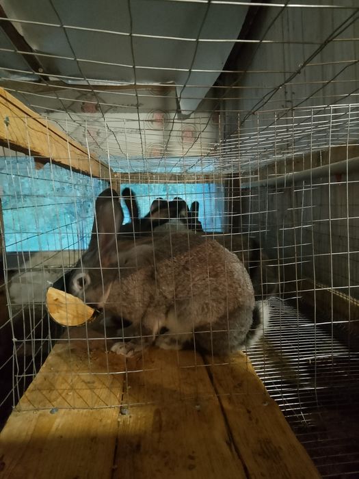 Продам кролів парувального віку.