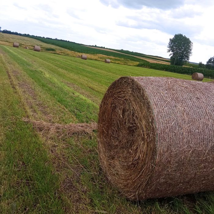 Świeże siano dla Koni 2024