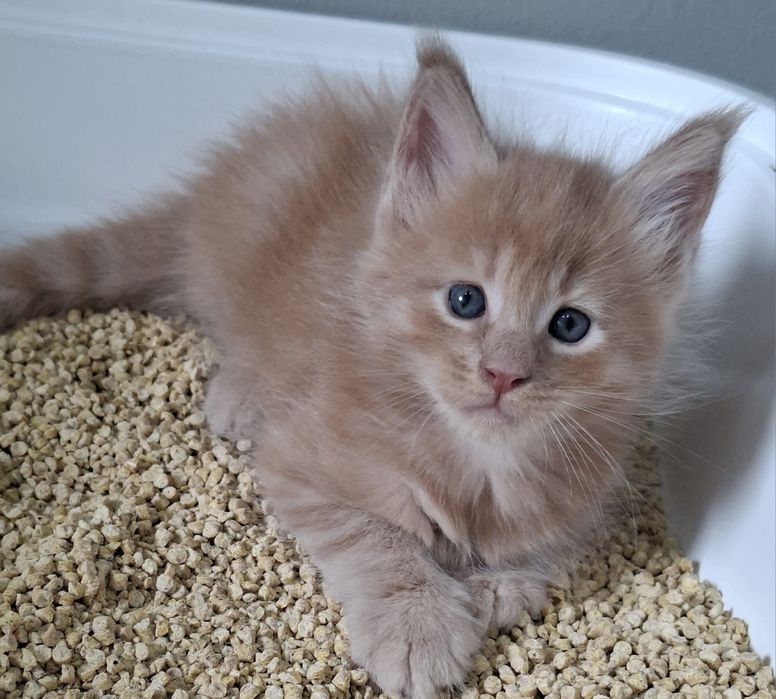 Rudy kocurek Maine Coon
