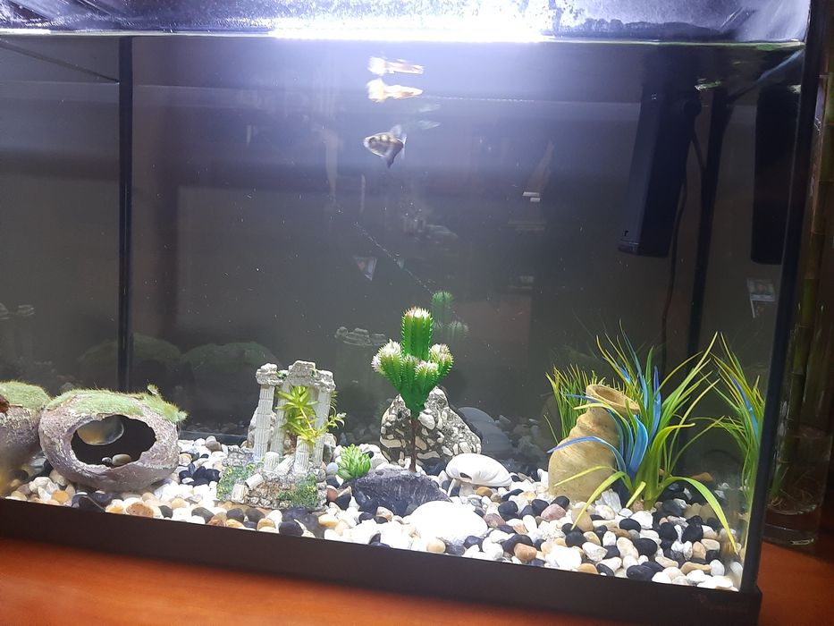 Aquario Completo+Oferta Peixes Filtro Novo e led