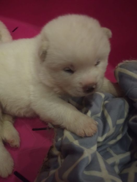 Akita inu japonês c/lop