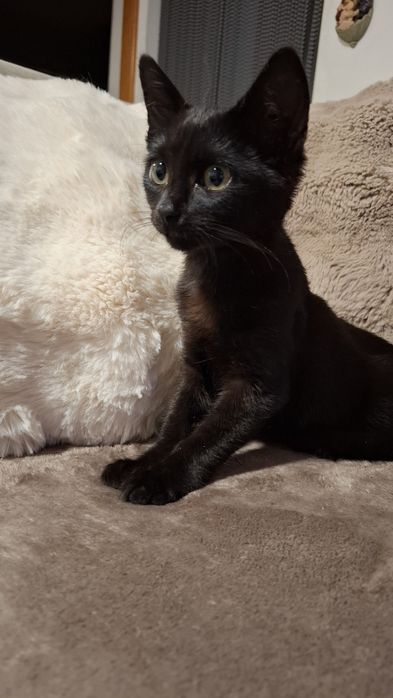 Gatinhos bebes para adopção