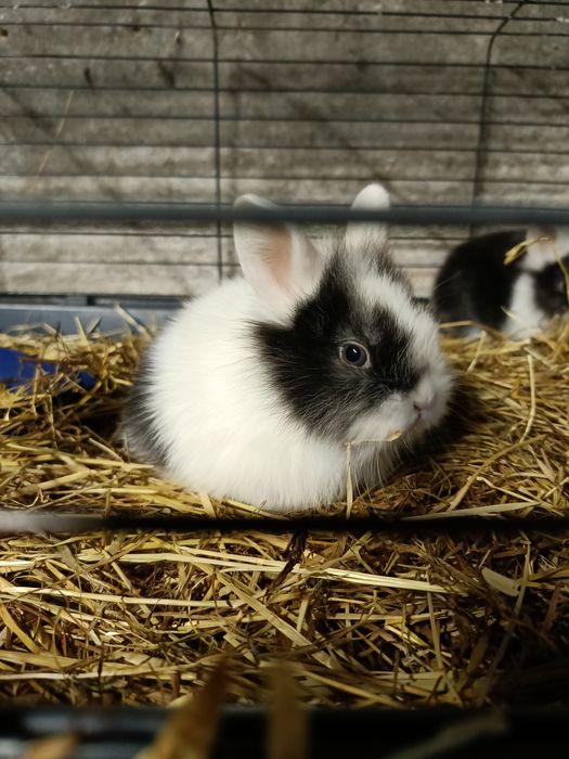 Króliczki miniaturowe .