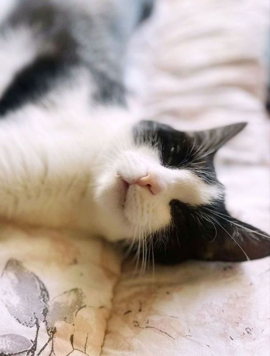 Imbir i Salem szukają domu :)