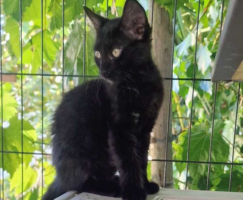 Gato bebé para adoção consciente