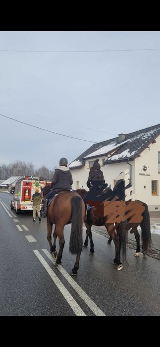 Koń profesor na sprzedaż