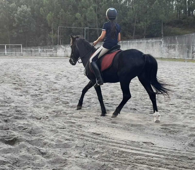 Ponei C Escola a Venda