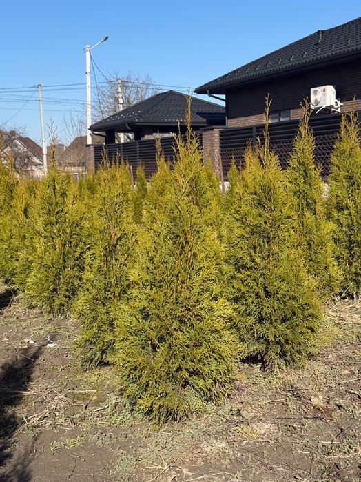 Продаю гарні туї  власний розсадник