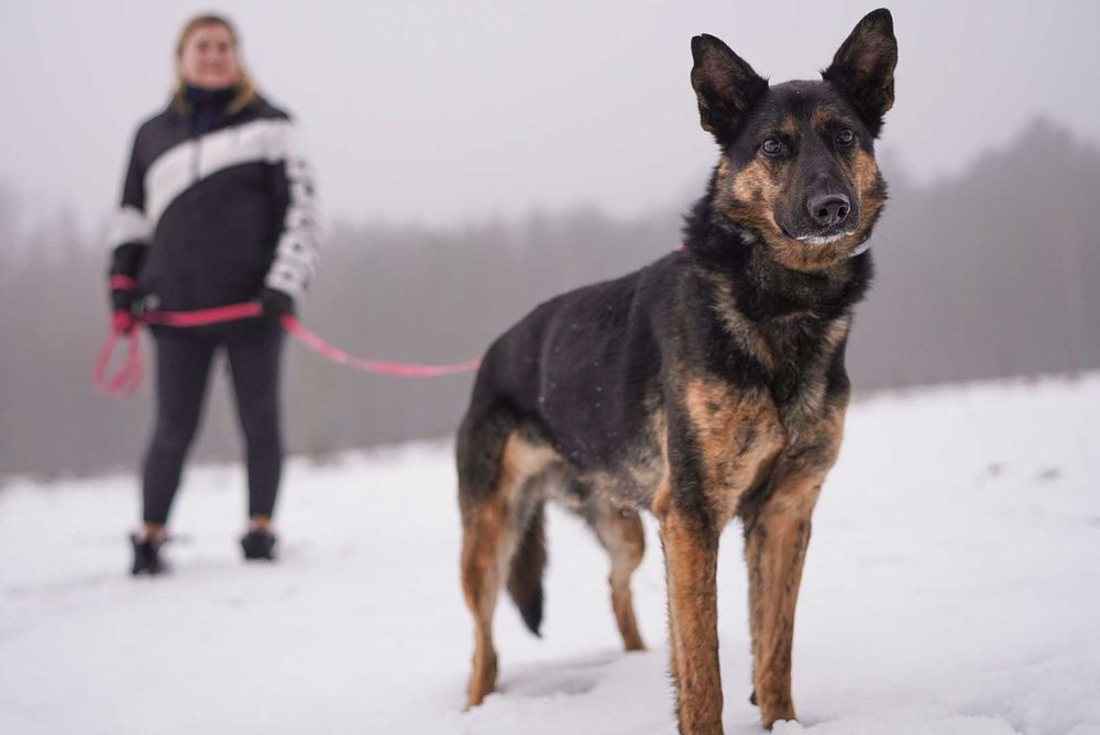 Przemiły Koda w typie owczarka czeka na dom od 5 lat..