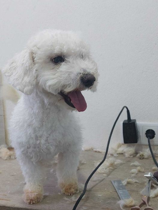 Cachorro caniche/Poodle Toy Branco TOP