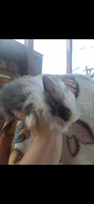 Miniaturki króliczki