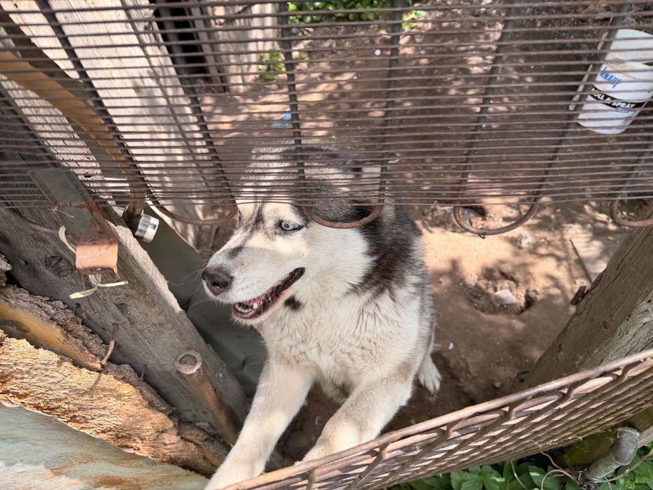 Oddam za darmo suczkę Husky w dobre ręce