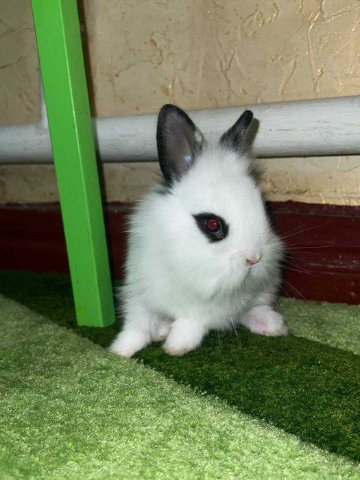 Милі пухнасті кролики