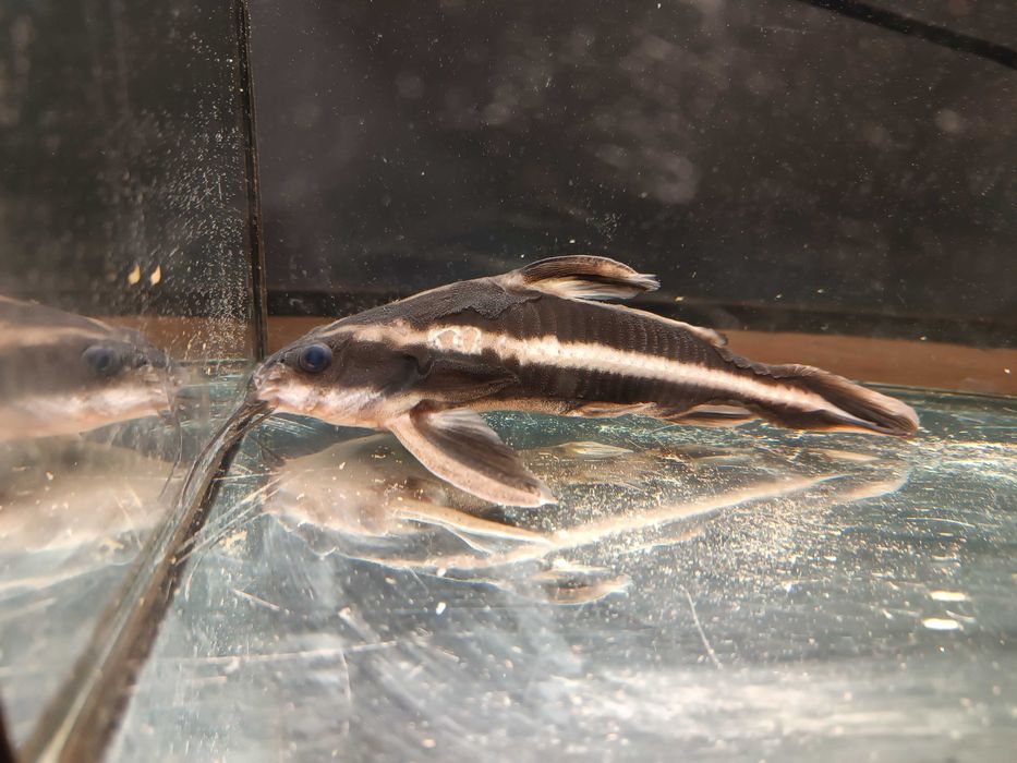 Sum Striped Raphael catfish