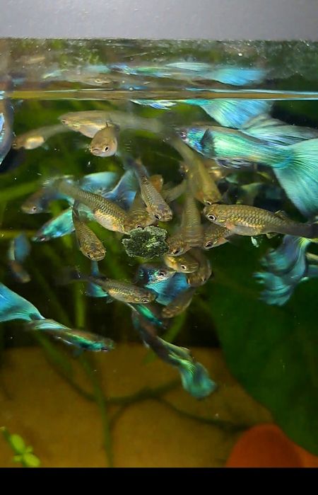 Casais moscow green +oferta plantas