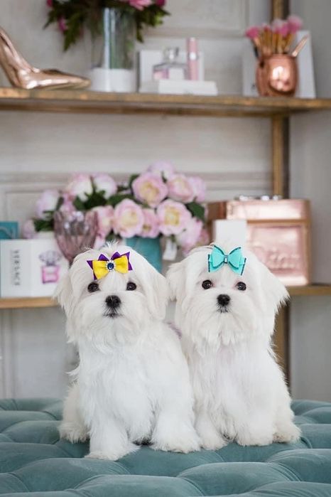 Кукольные малыши от чемпионов