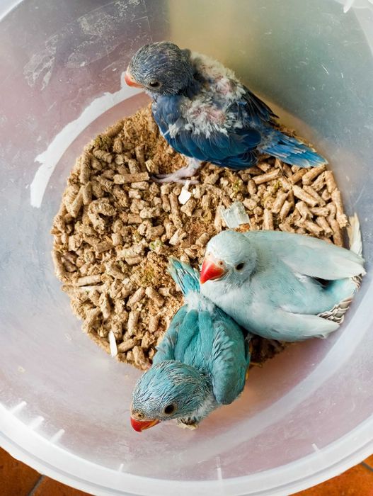 Várias Aves criadas a mão