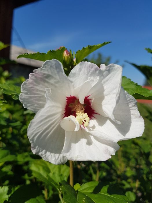 #гібіскус деревовидний 3 в 1