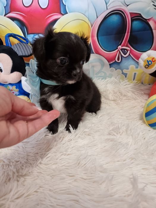 Chihuahua Macho de pêlo comprido c Pedigree e afixo