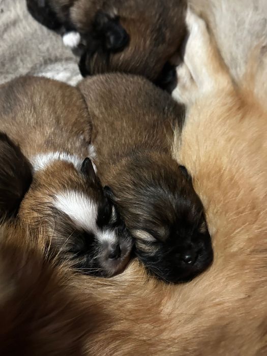 Пекінес цуцики / цуценята породи Пекінес