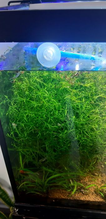 Lote plantas aquario