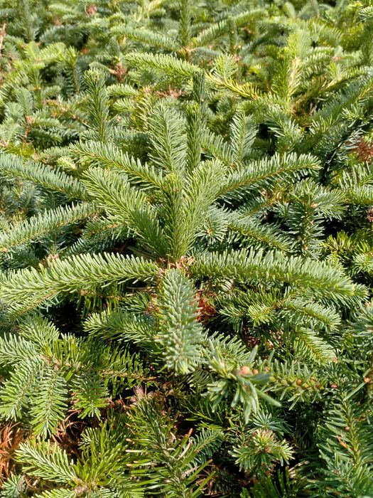 Jodła szlachetna abies nobilis