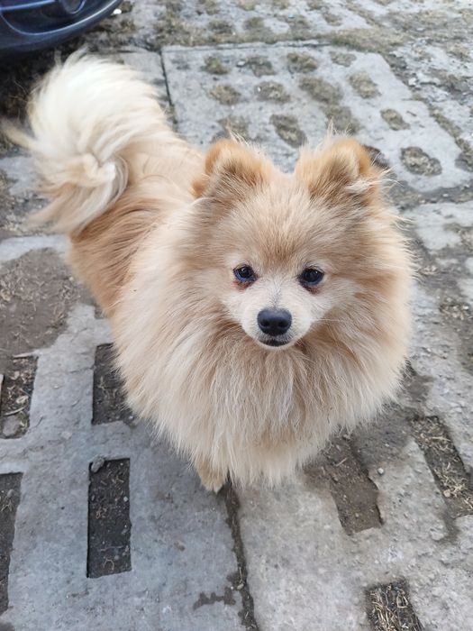 Cudny szpic miniaturowy 7 miesiecy