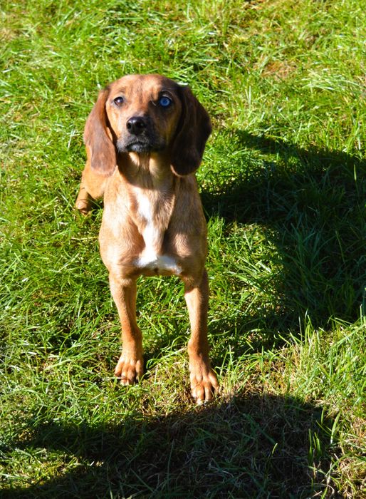 Młoda sunia Pinie szuka domu