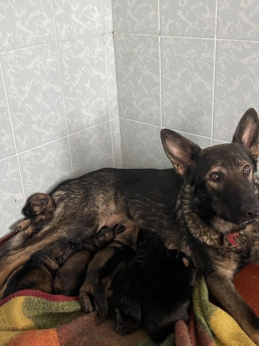 Цуценята німецькоі вівчарки