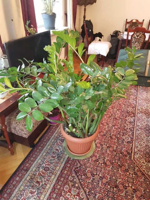 Roślina zamioculcas