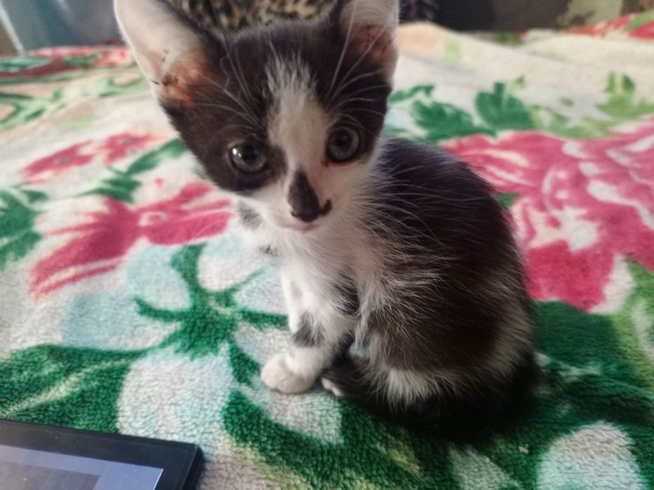 Віддам чудову дівчинку