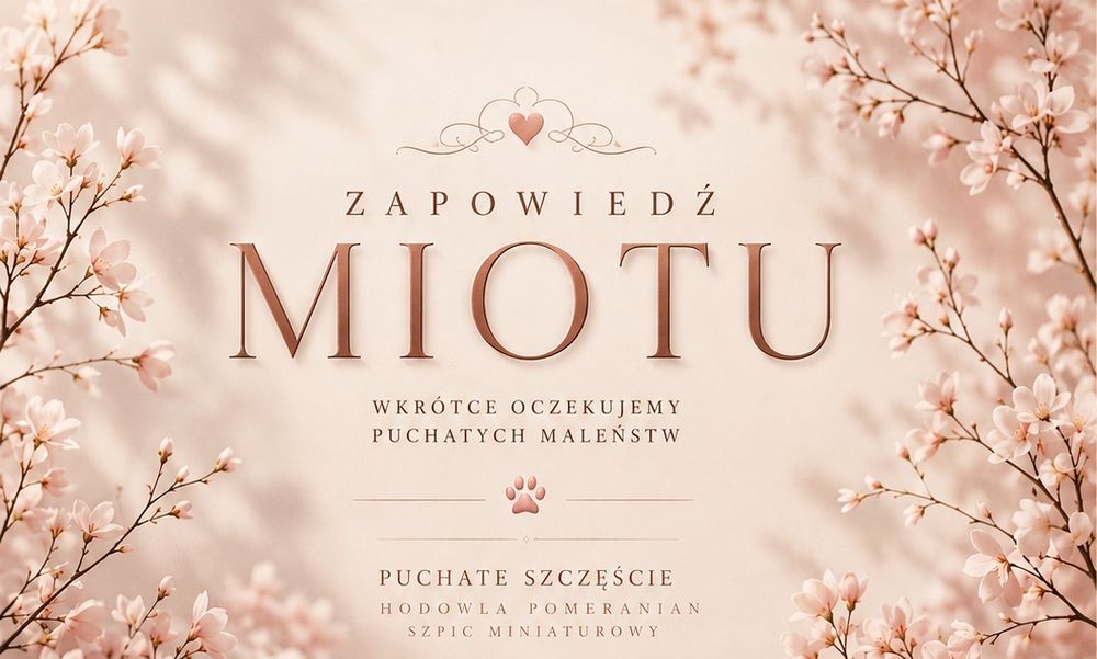 Pomeranian Szpic Miniaturowy