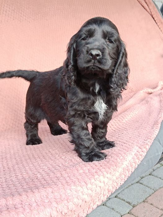 Cocker spaniel angielski Piesek !