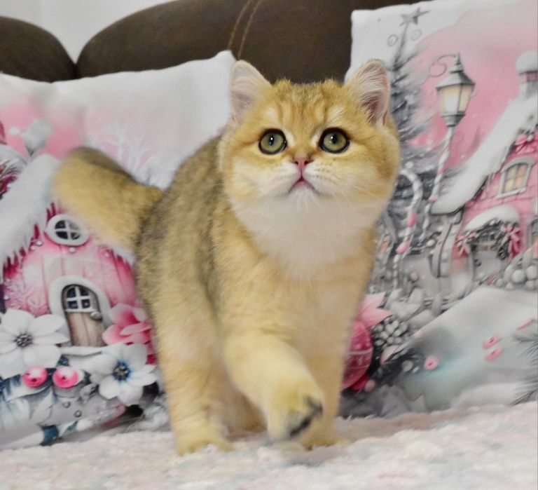 Золотая шиншилла, кошечка, продажа