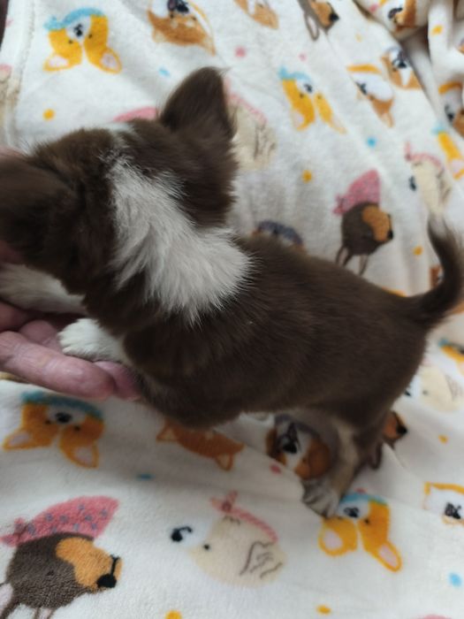 Chihuahua machinho pequenino