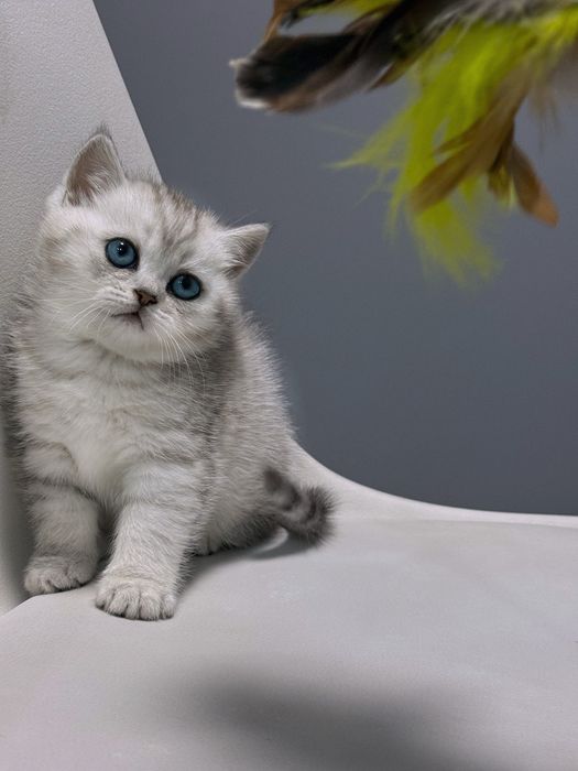 Шотландский котенок