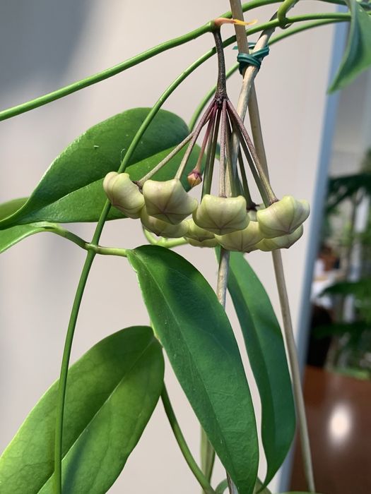 Хойя pubicalyx black dragon Buotii доросла квітуча