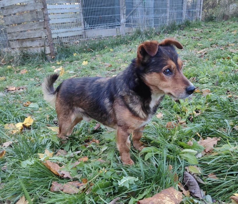 Fart czeka na najlepszy dom