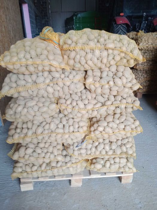 Ziemniaki wielkości sadzeniaka