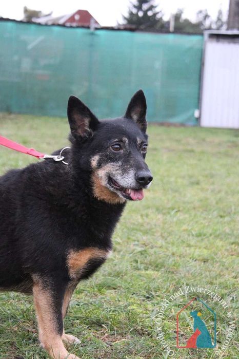 Bardzo przyjazna sunia Titi szuka domu. Adoptuj!