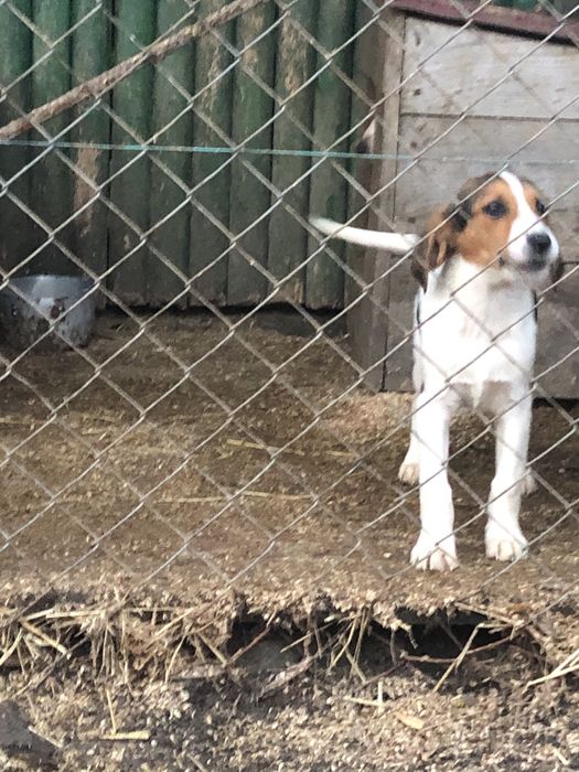 Щенята естонської гончоі