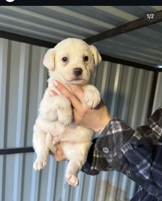 В надійну родину!